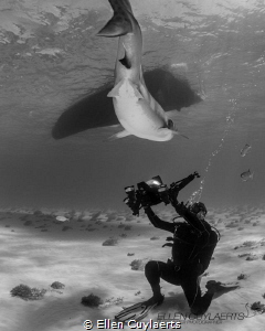 "Bow down Mister"
Tiger shark passing above a videograph... by Ellen Cuylaerts 